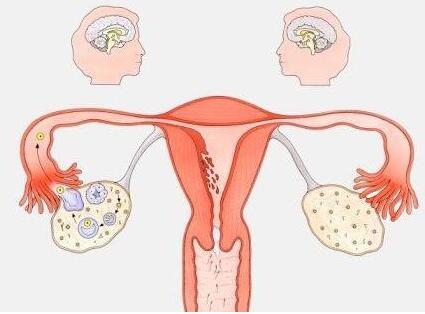 521关爱女性！全自动白带常规麻豆高清黄色视频厂家分析月经后私处痒且红肿的原因！